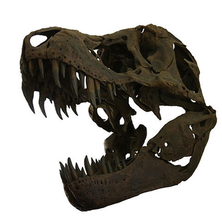 Illustration for article titled Pterodactyls Are Not Dinosaurs. Â So What The Hell Are They?